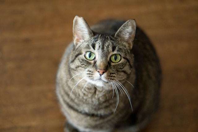 high calorie cat food