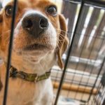 how to choose a dog crate