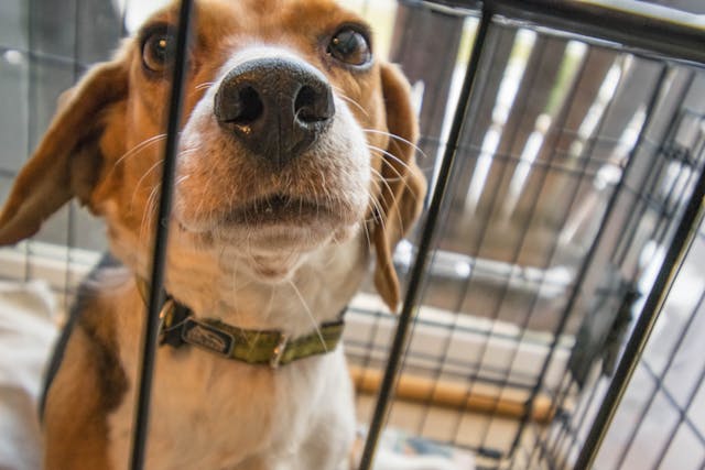 how to choose a dog crate