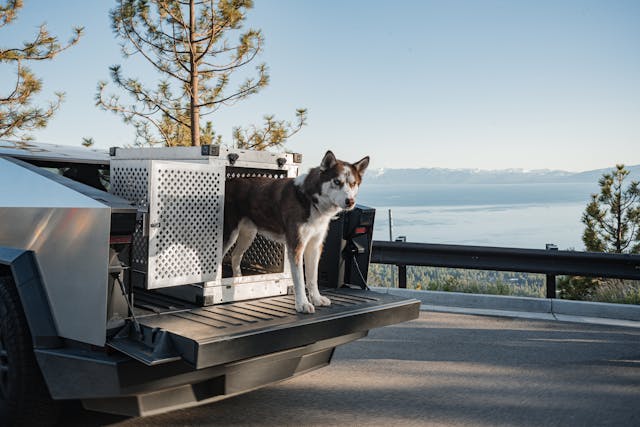 Petsfit portable collapsible dog crate